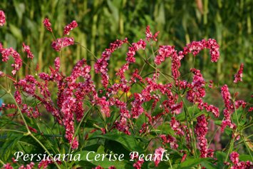 Persicaria orientalis Cerise Pearls